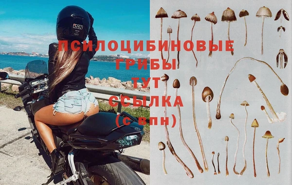шишки Алзамай